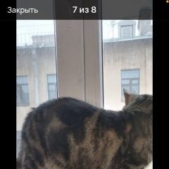 Подробнее об объявлении «Пропал кот помогите найти кота, пожалуйста. Луга» Фото: пропала кошка  «Пропал кот помогите найти кота, пожалуйста. Луга» в г. Луга