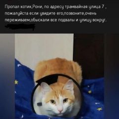 Подробнее об объявлении «Хабаровск Пропал кот» Фото: пропала кошка  «Хабаровск Пропал кот» в г. Хабаровск
