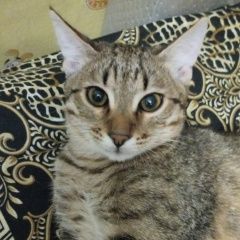 Подробнее об объявлении «Пропал кот Казань» Фото: пропала кошка  «Пропал кот Казань» в г. Казань