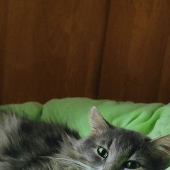 Подробнее об объявлении «Пропал кот Смоленск» Фото: пропала кошка  «Пропал кот Смоленск» в г. Смоленск