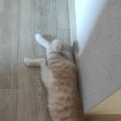 Подробнее об объявлении «Пропал котик Воронеж» Фото: пропала кошка  «Пропал котик Воронеж» в г. Воронеж