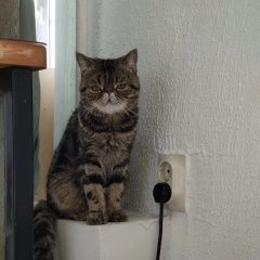 Подробнее об объявлении «Саранск Пропал кот» Фото: пропала кошка Экзотическая короткошерстная «Саранск Пропал кот» в г. Саранск
