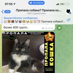 Подробнее об объявлении «Сургут Пропала кошка 20 июля кличка ань» Фото: пропала кошка  «Сургут Пропала кошка 20 июля кличка ань» в г. Сургут