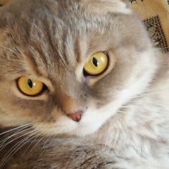 Подробнее об объявлении «Пропал кот Нижний Тагил» Фото: пропала кошка Скоттиш фолд (шотландская вислоухая) «Пропал кот Нижний Тагил» в г. Нижний Тагил