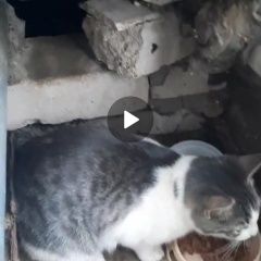 Подробнее об объявлении «Пропал кот Голицыно (Московская обл.)» Фото: пропала кошка  «Пропал кот Голицыно (Московская обл.)» в г. Голицыно (Московская обл.)