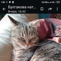 Подробнее об объявлении «Пропал кот. Санкт-Петербург» Фото: пропала кошка  «Пропал кот. Санкт-Петербург» в г. Санкт-Петербург