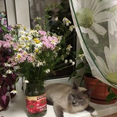Подробнее об объявлении «Пропала кошка Челябинск» Фото: пропала кошка  «Пропала кошка Челябинск» в г. Челябинск