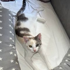 Подробнее об объявлении «Пропала кошка можайский район Москва» Фото: пропала кошка  «Пропала кошка можайский район Москва» в г. Москва
