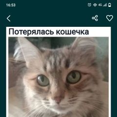 Подробнее об объявлении «Пропала кошка срочно за вознаграждение. Уральск Западно-Казахстанская обл.» Фото: пропала кошка  «Пропала кошка срочно за вознаграждение. Уральск...» в г. Уральск Западно-Казахстанская обл.