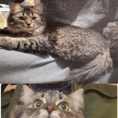 ����: ������� �����  ��������� ������� �����.� � �. ��������