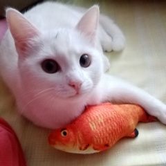 Подробнее об объявлении «Пропала кошка Смоленск» Фото: пропала кошка  «Пропала кошка Смоленск» в г. Смоленск