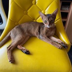 Подробнее об объявлении «Пропала кошка Москва» Фото: пропала кошка Абиссинская кошка «Пропала кошка Москва» в г. Москва