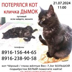 Подробнее об объявлении «Пропал кот кличка дымок Москва» Фото: пропала кошка  «Пропал кот кличка дымок Москва» в г. Москва