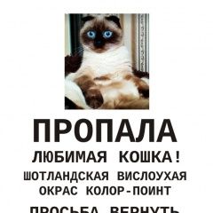 Подробнее об объявлении «Пропала кошка помогите найти любимицу всей семьи. Симферополь» Фото: пропала кошка  «Пропала кошка помогите найти любимицу всей...» в г. Симферополь