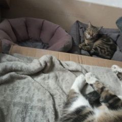 Подробнее об объявлении «Пропала кошка кличка муся Краснодар» Фото: пропала кошка  «Пропала кошка кличка муся Краснодар» в г. Краснодар