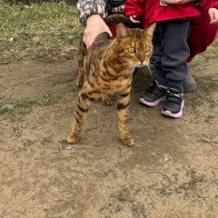 Подробнее об объявлении «Пропал кот Уфа» Фото: пропала кошка Бенгальская кошка «Пропал кот Уфа» в г. Уфа