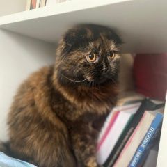 Подробнее об объявлении «Пропала кошка Санкт-Петербург» Фото: пропала кошка  «Пропала кошка Санкт-Петербург» в г. Санкт-Петербург