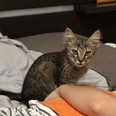 Подробнее об объявлении «Пропала кошка котенок 2-х месячный Кострома» Фото: пропала кошка  «Пропала кошка котенок 2-х месячный Кострома» в г. Кострома