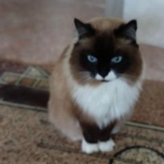 Подробнее об объявлении «Стерлитамак Пропал кот позвоните.» Фото: пропала кошка  «Стерлитамак Пропал кот позвоните.» в г. Стерлитамак
