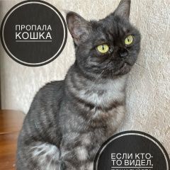 Подробнее об объявлении «Пропала кошка Витебск» Фото: пропала кошка  «Пропала кошка Витебск» в г. Витебск