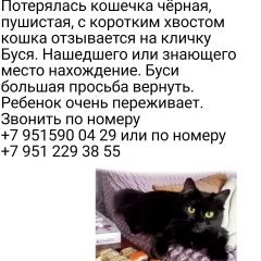 Подробнее об объявлении «Пропала кошка Новокузнецк» Фото: пропала кошка Курильский бобтейл «Пропала кошка Новокузнецк» в г. Новокузнецк