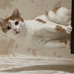 Подробнее об объявлении «Пропал кот упал кот с балкона Магнитогорск» Фото: пропала кошка  «Пропал кот упал кот с балкона Магнитогорск» в г. Магнитогорск