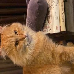 Подробнее об объявлении «Пропал кот с ошейником в районе котово Истра» Фото: пропала кошка  «Пропал кот с ошейником в районе котово Истра» в г. Истра