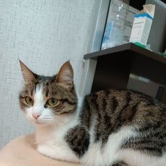 Подробнее об объявлении «Пропала кошка Оренбург» Фото: пропала кошка  «Пропала кошка Оренбург» в г. Оренбург