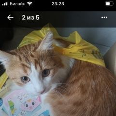 Подробнее об объявлении «Пропал кот-подросток рыжий Подольск» Фото: пропала кошка  «Пропал кот-подросток рыжий Подольск» в г. Подольск