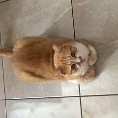 Подробнее об объявлении «Пропал кот Краснодар» Фото: пропала кошка  «Пропал кот Краснодар» в г. Краснодар