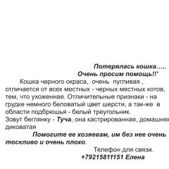 Подробнее об объявлении «Пропала кошка вознаграждение гарантируем Большая Ижора» Фото: пропала кошка  «Пропала кошка вознаграждение гарантируем...» в г. Большая Ижора