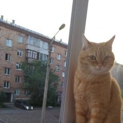 Подробнее об объявлении «Пропала кошка Красноярск» Фото: пропала кошка  «Пропала кошка Красноярск» в г. Красноярск