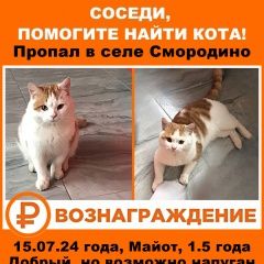 Подробнее об объявлении «Пропал кот любимый котик Узловая» Фото: пропала кошка  «Пропал кот любимый котик Узловая» в г. Узловая