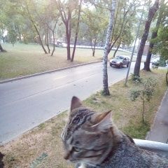 Подробнее об объявлении «Пропал кот в капотне возраст коту 4 года Москва» Фото: пропала кошка  «Пропал кот в капотне возраст коту 4 года Москва» в г. Москва