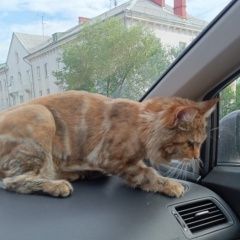 Подробнее об объявлении «Красноярск Пропала кошка» Фото: пропала кошка  «Красноярск Пропала кошка» в г. Красноярск