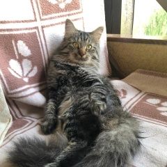 Подробнее об объявлении «Пропал кот Майкоп (Адыгея)» Фото: пропала кошка  «Пропал кот Майкоп (Адыгея)» в г. Майкоп (Адыгея)
