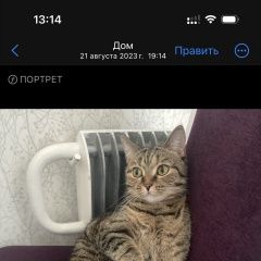 Подробнее об объявлении «Пропала кошка с. озерное ул молодежная 31 Горно-Алтайск» Фото: пропала кошка  «Пропала кошка с. озерное ул молодежная 31...» в г. Горно-Алтайск