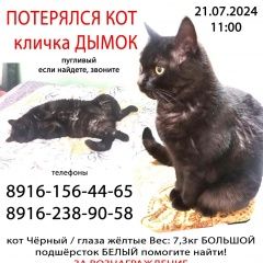 Подробнее об объявлении «Пропал кот кличка дымок (кот) Москва» Фото: пропала кошка  «Пропал кот кличка дымок (кот) Москва» в г. Москва