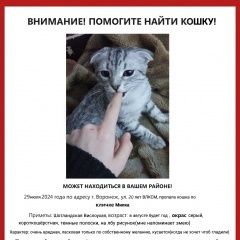 Подробнее об объявлении «Пропала кошка, возможно украли. Воронеж» Фото: пропала кошка  «Пропала кошка, возможно украли. Воронеж» в г. Воронеж