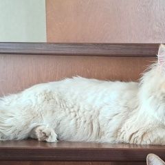 Подробнее об объявлении «Пропал кот стивай Новосибирск» Фото: пропала кошка  «Пропал кот стивай Новосибирск» в г. Новосибирск