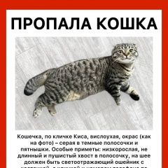 Подробнее об объявлении «Пропала кошка Ступино» Фото: пропала кошка  «Пропала кошка Ступино» в г. Ступино