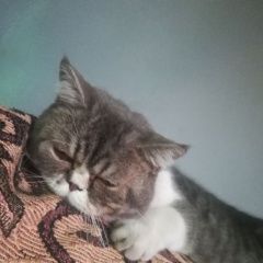 Подробнее об объявлении «Иркутск Пропал кот барсик 1 год» Фото: пропала кошка Персидская кошка «Иркутск Пропал кот барсик 1 год» в г. Иркутск