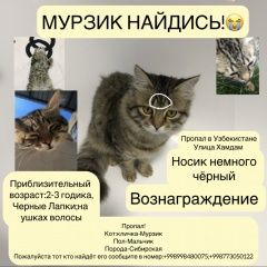 Подробнее об объявлении «Пропал кот, откликается на кличку мурзи Чирчик» Фото: пропала кошка Сибирская кошка «Пропал кот, откликается на кличку мурзи Чирчик» в г. Чирчик