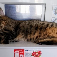 Подробнее об объявлении «Пропал кот район валерия гассия Краснодар» Фото: пропала кошка  «Пропал кот район валерия гассия Краснодар» в г. Краснодар