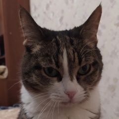 Подробнее об объявлении «Пропала кошка Королев» Фото: пропала кошка  «Пропала кошка Королев» в г. Королев