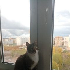 Подробнее об объявлении «Пропал кот Некрасовское» Фото: пропала кошка  «Пропал кот Некрасовское» в г. Некрасовское