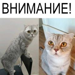 Подробнее об объявлении «Сургут Пропала кошка» Фото: пропала кошка  «Сургут Пропала кошка» в г. Сургут