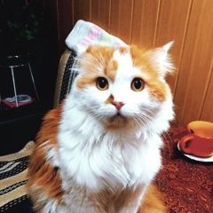 Подробнее об объявлении «Пропал кот рыже-белый кот Москва» Фото: пропала кошка  «Пропал кот рыже-белый кот Москва» в г. Москва