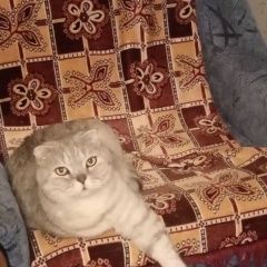 Подробнее об объявлении «Саратов Пропала кошка кот» Фото: пропала кошка  «Саратов Пропала кошка кот» в г. Саратов