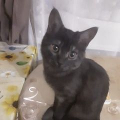 Подробнее об объявлении «Пропала кошка, леруа мерлен Уфа» Фото: пропала кошка  «Пропала кошка, леруа мерлен Уфа» в г. Уфа